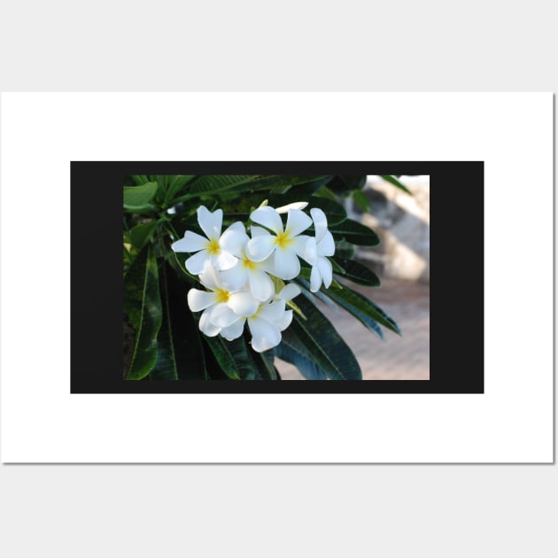 Frangipani or Yellow and White Plumeria flowers, Barbados, WI Wall Art by zwrr16